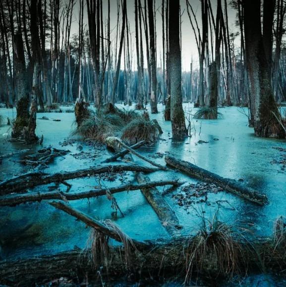 What the Swamp Remembers