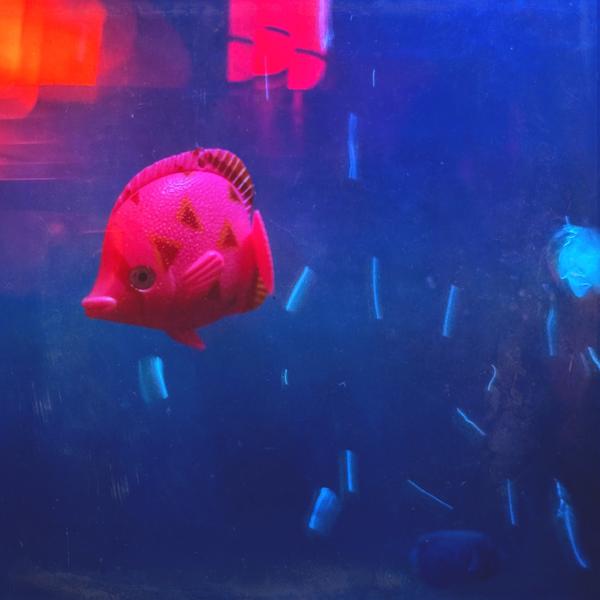 The Diner Aquarium